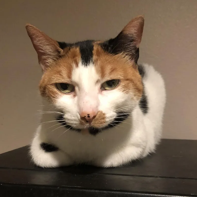 An adult medium-sized female Calico Domestic Short Hair cat named Thea for adoption in Puyallup, WA
