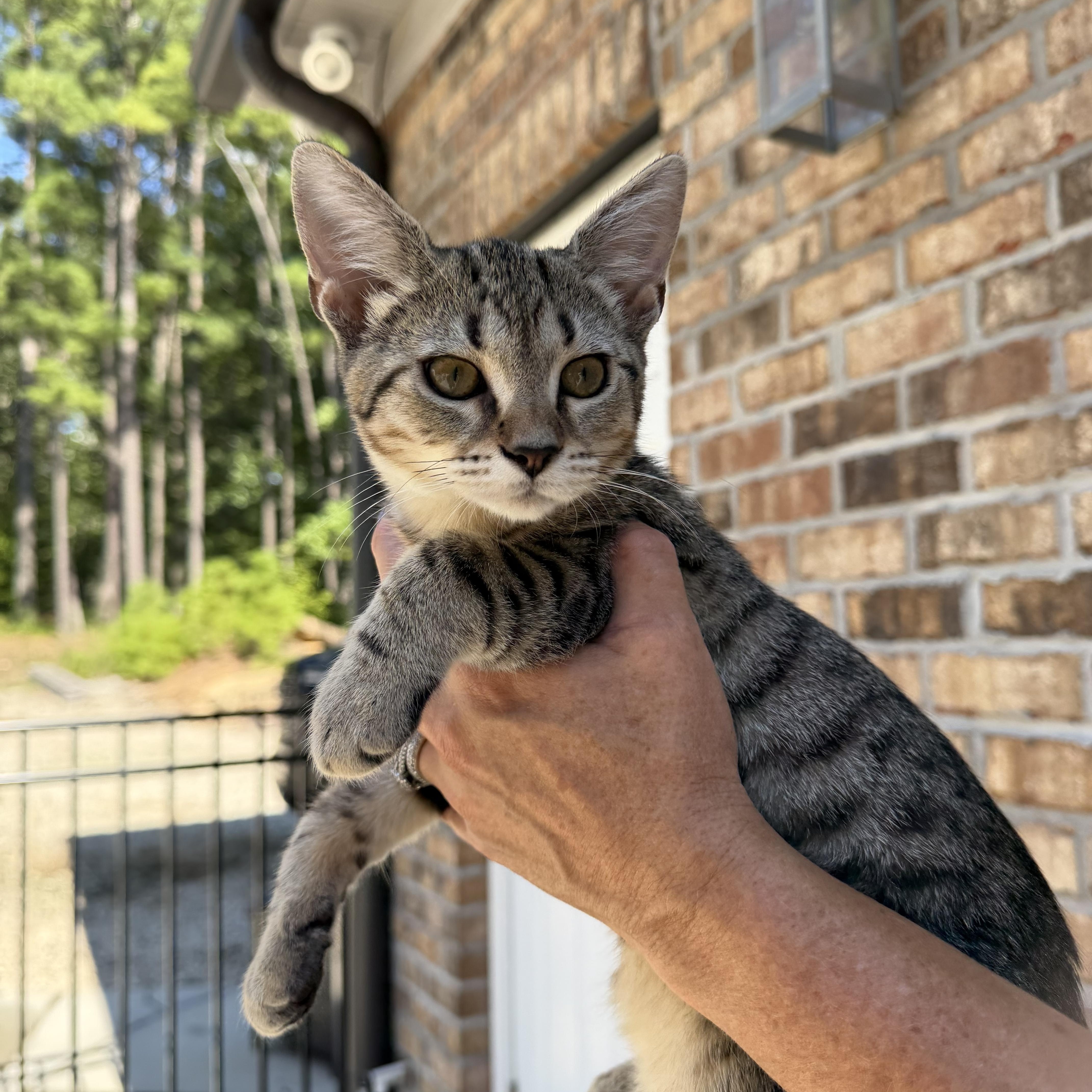 A baby medium-sized male Tabby cat named Leo and his girl for adoption in Charlotte, NC