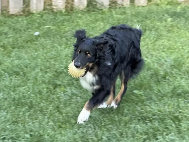 A baby medium-sized male Tricolor (Brown, Black, & White) Australian Shepherd dog named Mongo for adoption in Ringwood, IL