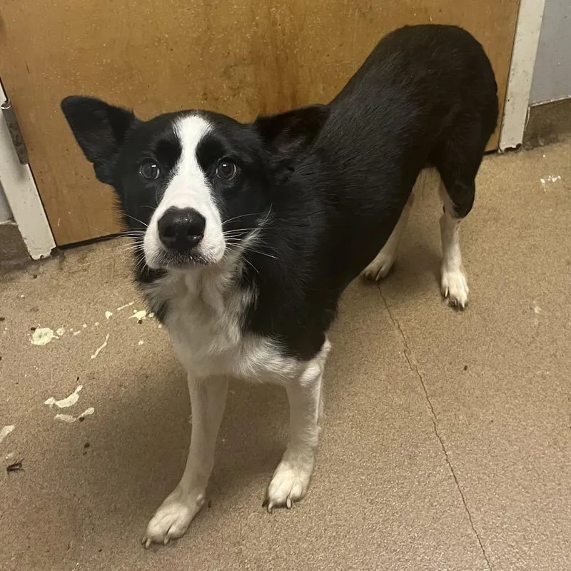 An adult medium-sized female Black Mixed Breed dog named Foreigner for adoption in Chattanooga, TN