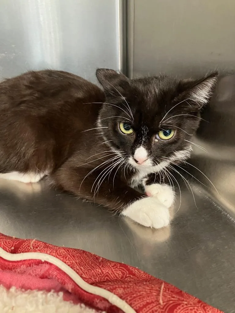 A baby small-sized female Domestic Short Hair cat named Pb for adoption in Lunenburg, MA