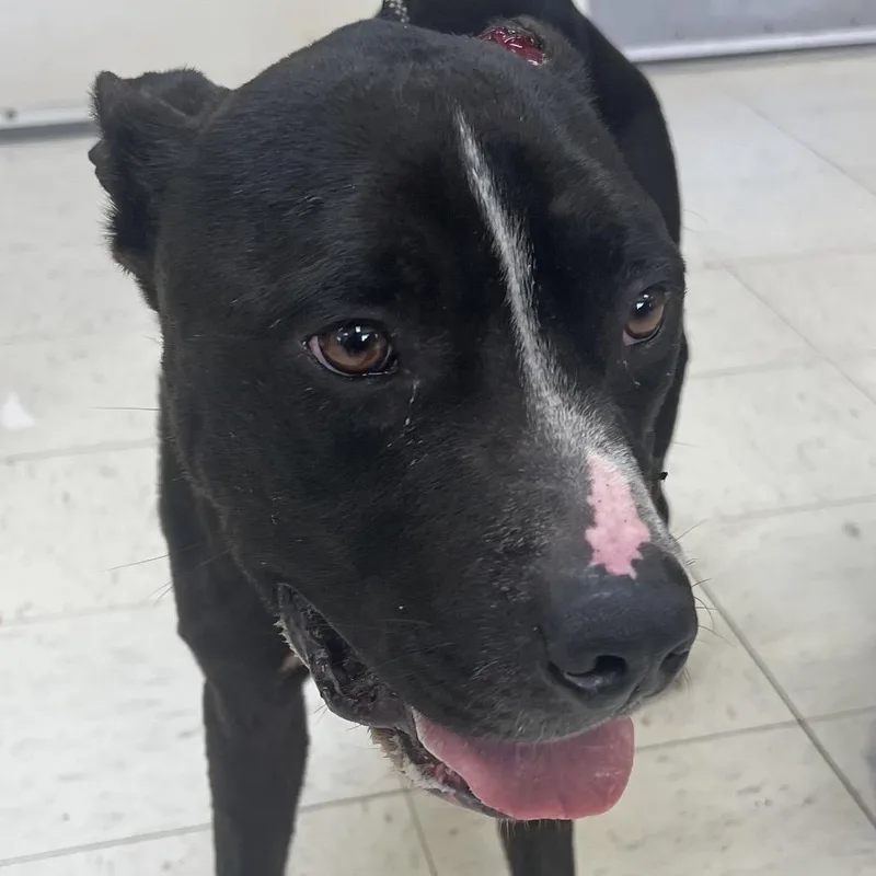 An adult large-sized male Black Pit Bull Terrier dog named Rutt for adoption in Jacksonville, AR