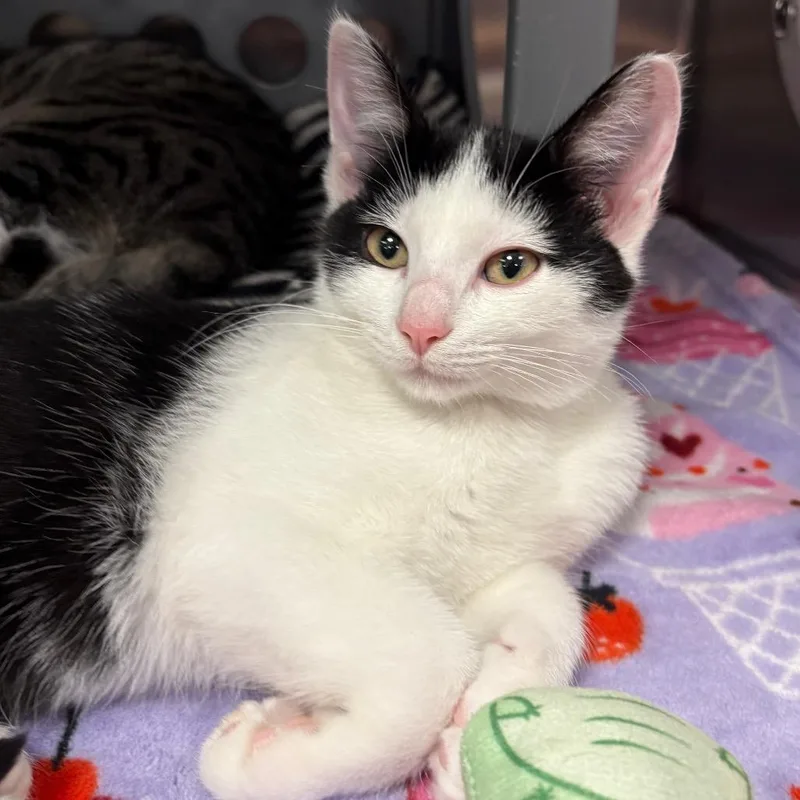 A baby small-sized female White Domestic Short Hair cat named Pearl for adoption in Keizer, OR