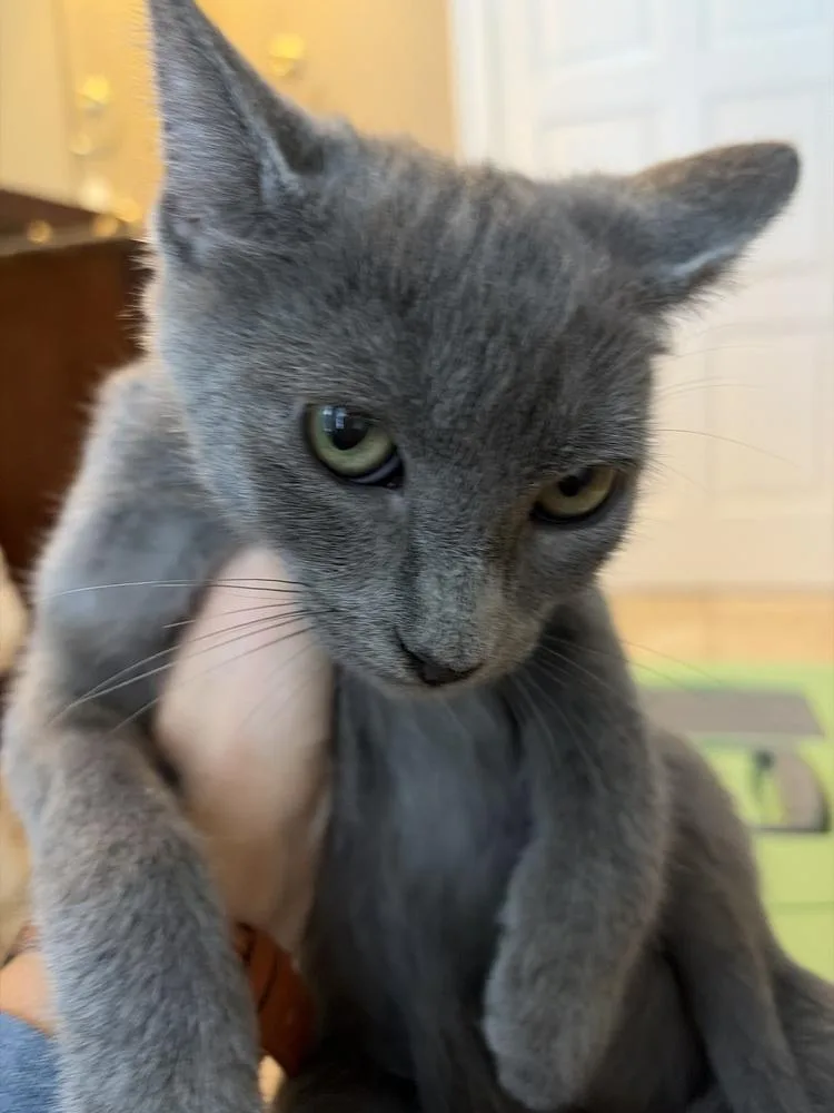 A young medium-sized male American Shorthair cat named Thatcher for adoption in Tampa, FL