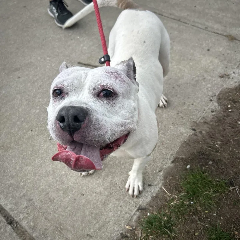 An adult medium-sized female White / Cream Pit Bull Terrier dog named Molly for adoption in Weimar, CA