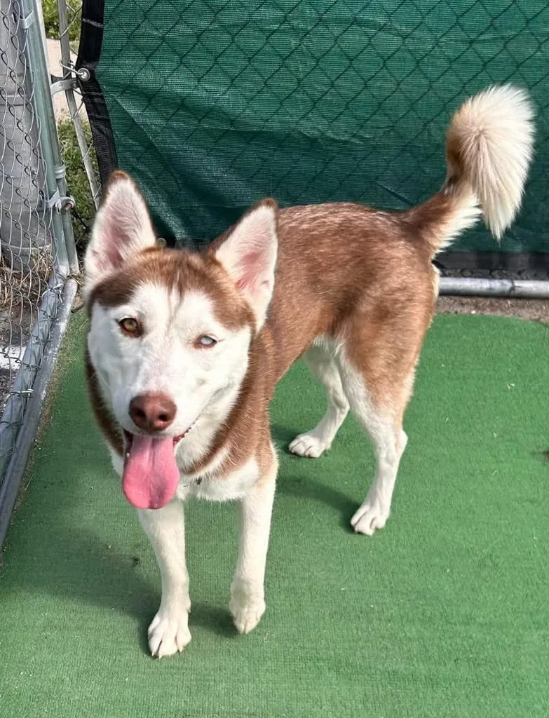 An adult medium-sized female Husky dog named Lily for adoption in Warren, MI