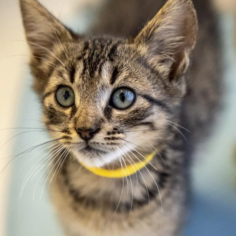 A baby small-sized male Brown / Chocolate Domestic Short Hair cat named Abu for adoption in Elizabeth City, NC