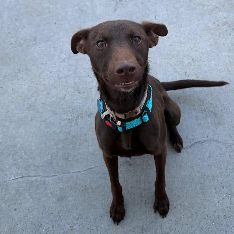 A young medium-sized female Brown / Chocolate Mixed Breed dog named Zoe's Restaurant for adoption in Winston-Salem, NC