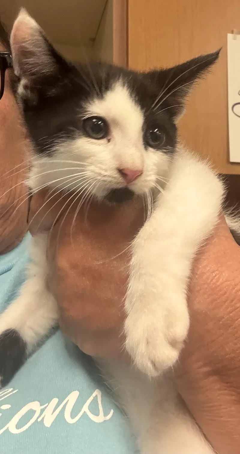 A baby large-sized male Domestic Short Hair cat named Dirty Harry for adoption in York, PA
