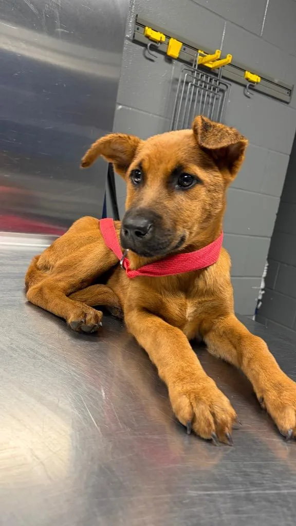 A baby medium-sized female Black Mouth Cur dog named Zelda for adoption in Missouri City, TX