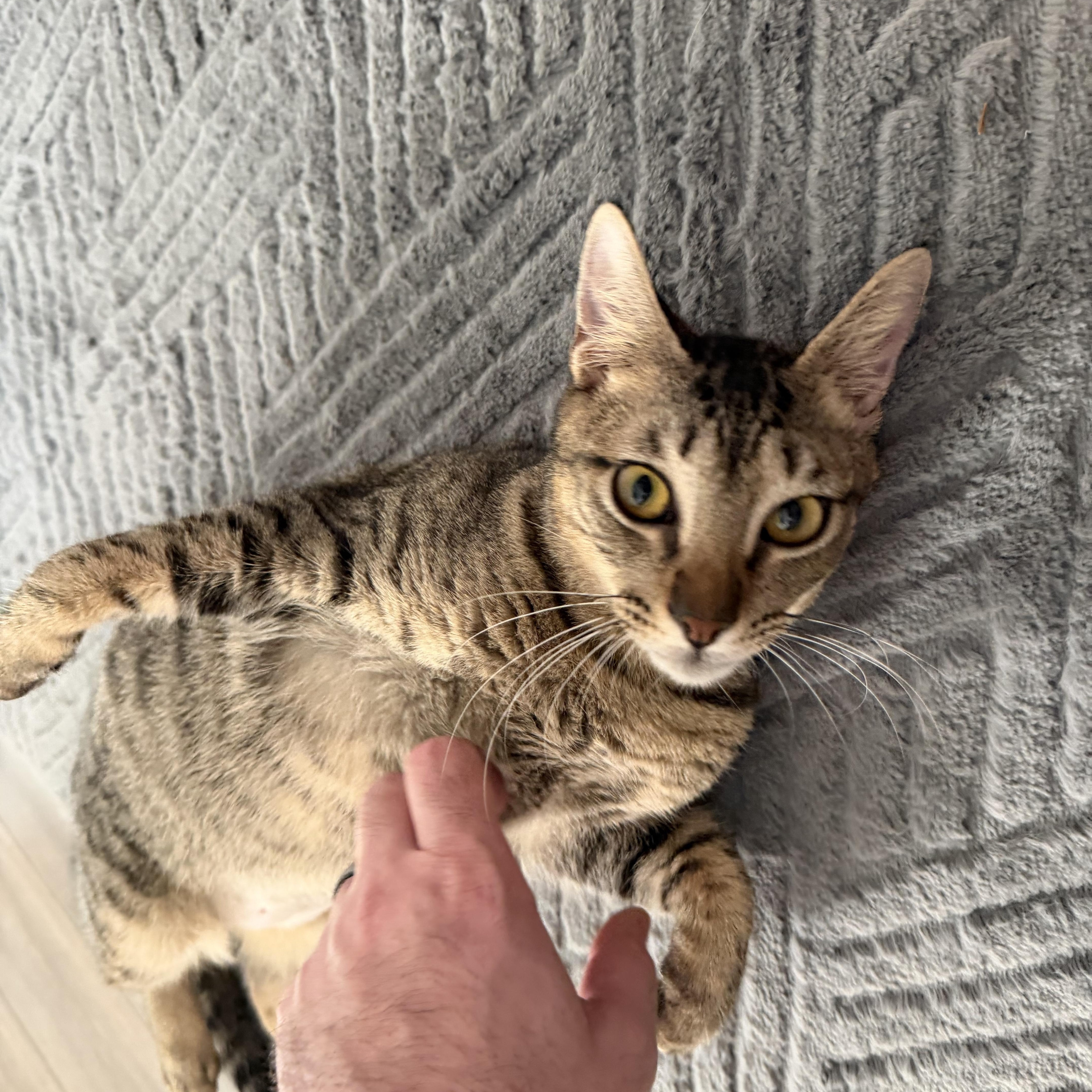 A baby medium-sized male Tabby (Brown / Chocolate) Domestic Short Hair cat named Apollo for adoption in Tampa, FL