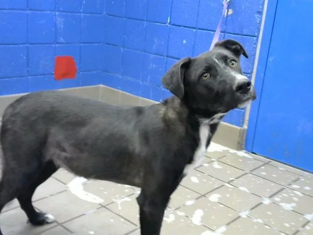 A young medium-sized male Labrador Retriever dog named Texas for adoption in Albuquerque, NM