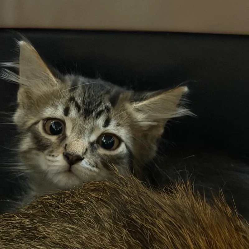 A baby small-sized male Domestic Medium Hair cat named Bucky for adoption in Port Charlotte, FL
