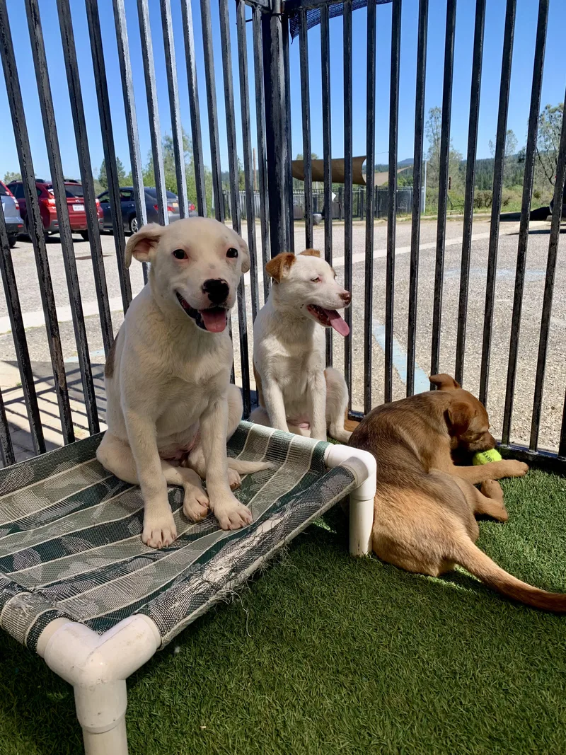 Thin Lizzy thumbnail 2