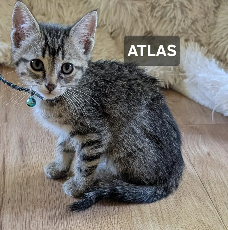 Atlas