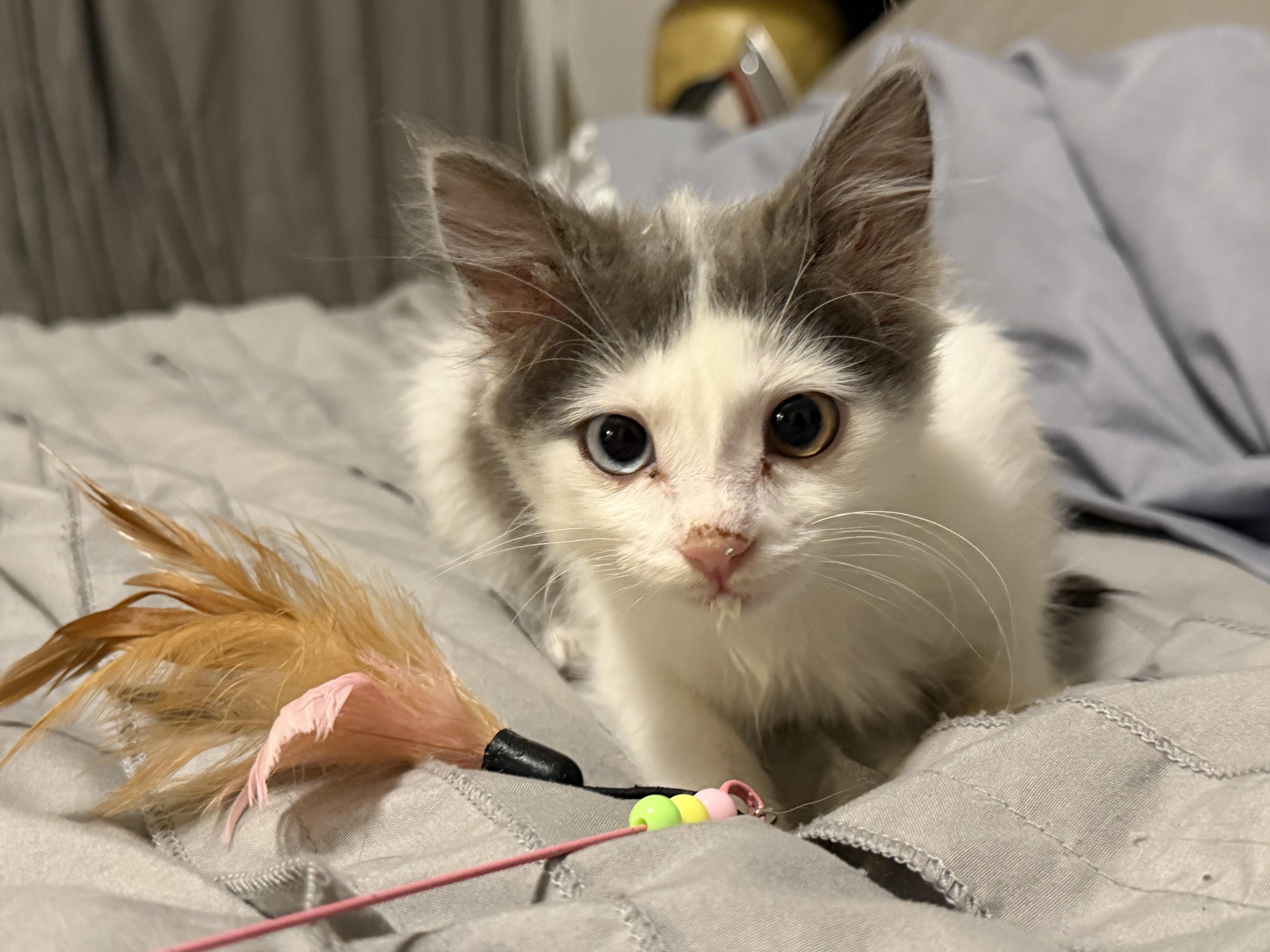A baby small-sized female Domestic Long Hair cat named Mojito for adoption in Tracy, CA