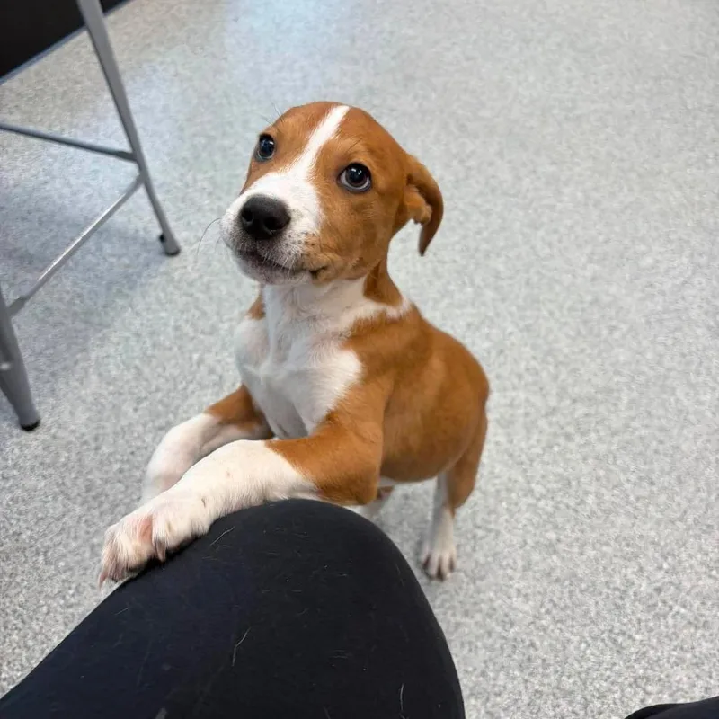 A baby small-sized male Golden Beagle dog named Gator for adoption in Monticello, IA