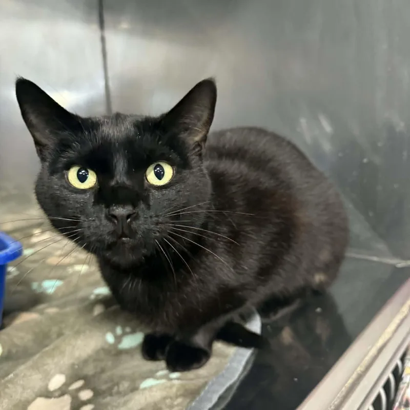 An adult medium-sized male Black Domestic Short Hair cat named Widget for adoption in Martinsville, IN