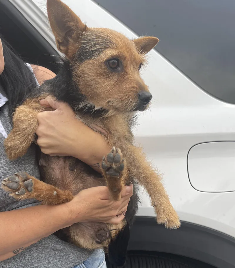 An adult small-sized female Yorkshire Terrier dog named Taffy for adoption in Gainesville, VA