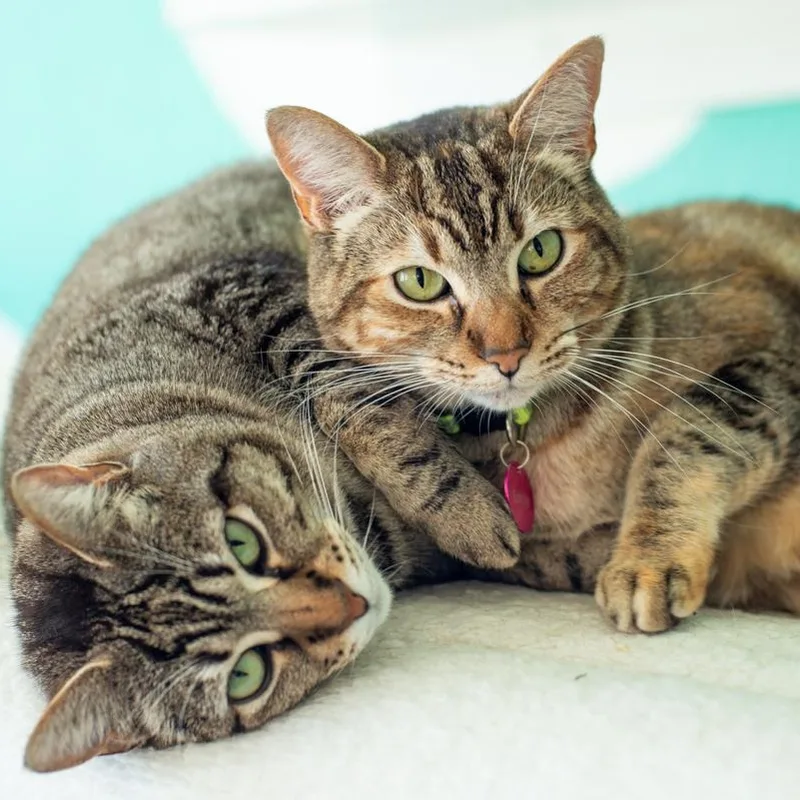 Emily  Bonded thumbnail 2