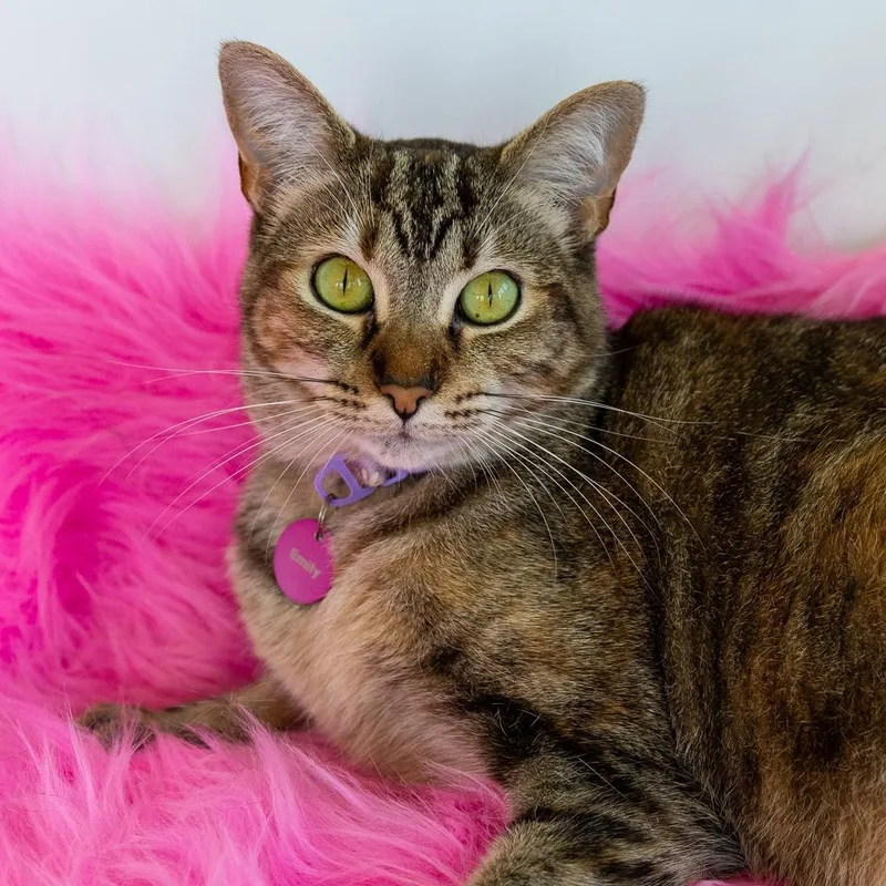 Emily  Bonded thumbnail 3