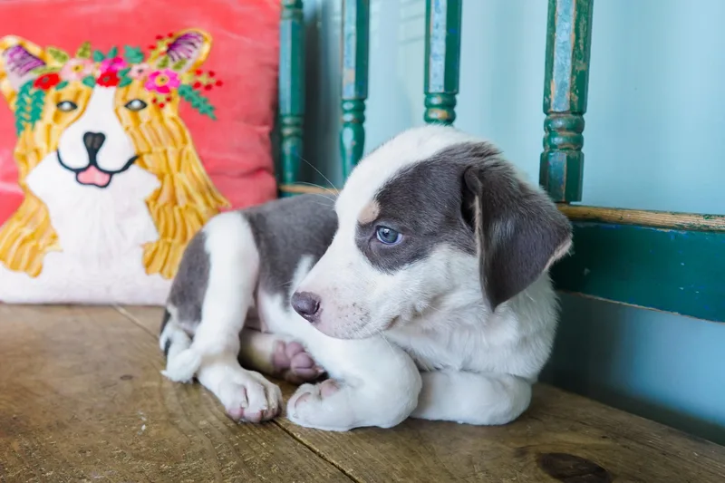 A young medium-sized female Catahoula Leopard Dog dog named Giggles for adoption in San Antonio, TX