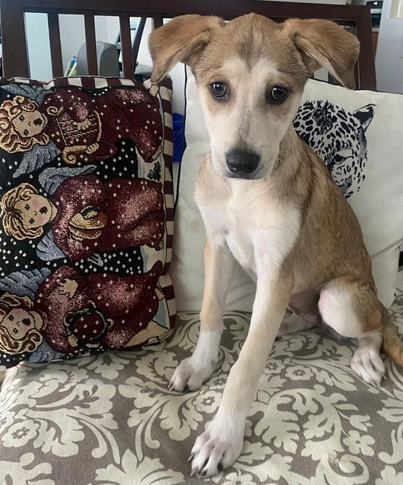 A young medium-sized female Tricolor (Brown, Black, & White) Husky dog named Bitzi for adoption in Manhattan, NY