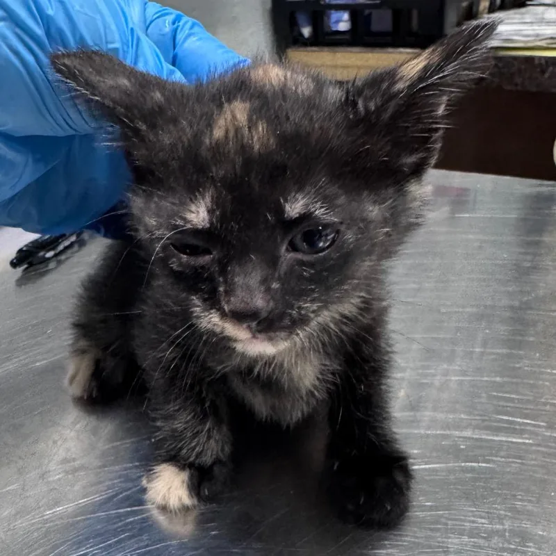 A baby small-sized female Black Domestic Short Hair cat named Spear for adoption in Summerville, SC
