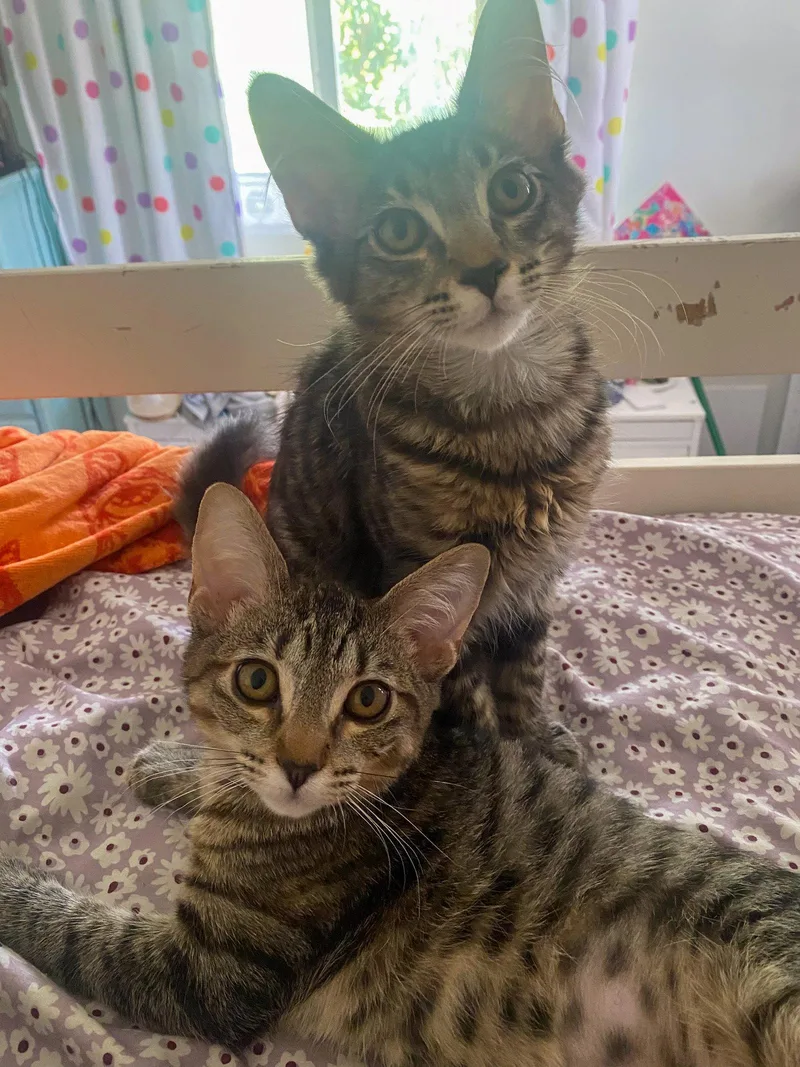 A baby medium-sized female Domestic Short Hair cat named Shoya for adoption in Lighthouse Point, FL