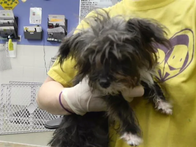 A young small-sized female Shih Tzu dog named Atom for adoption in Omaha, NE