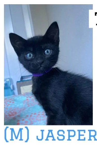 A baby medium-sized male Black Domestic Short Hair cat named Jasper for adoption in Vacaville, CA