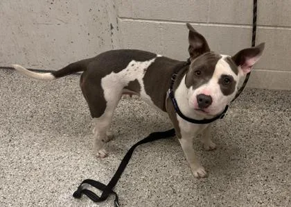 An adult medium-sized female White / Cream Pit Bull Terrier dog named Pickles for adoption in Kansas City, MO