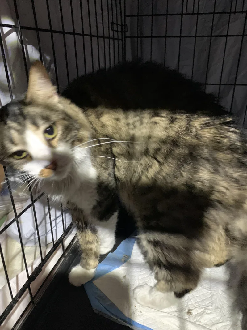 An adult medium-sized female Domestic Long Hair cat named Jersey for adoption in Dixon, CA