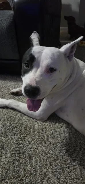 An adult large-sized male American Staffordshire Terrier dog named Andretti Coloney for adoption in San Antonio, TX