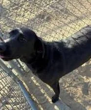 A young large-sized female Labrador Retriever dog named Pretty Girl for adoption in Loveland, CO