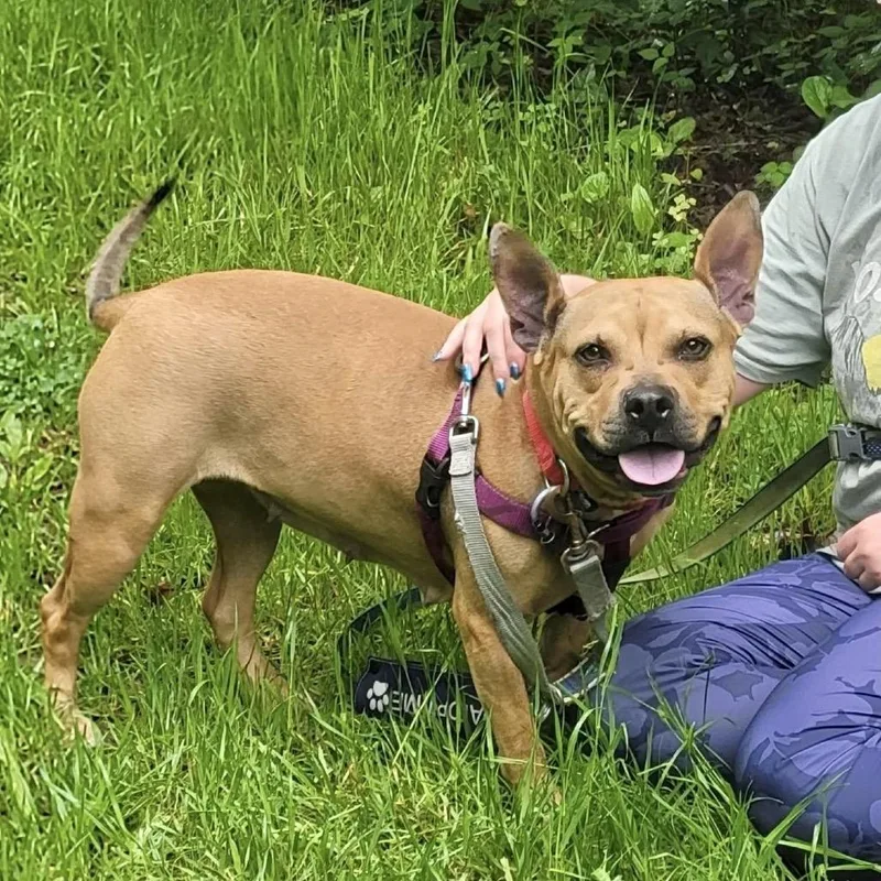 An adult medium-sized female Brown / Chocolate Mixed Breed dog named Athena for adoption in Asheville, NC