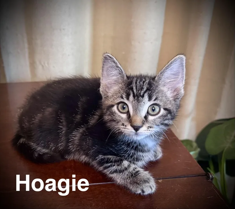 A baby medium-sized female Domestic Short Hair cat named Hoagie for adoption in Avoca, PA