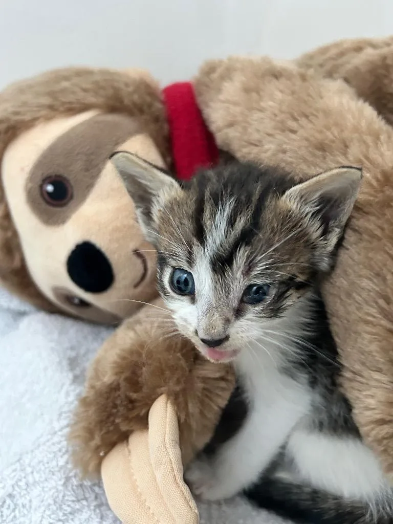 A baby small-sized male Domestic Short Hair cat named Kevin for adoption in Orlando, FL