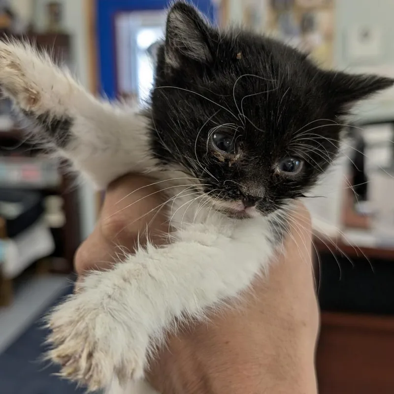 A baby small-sized female Black Domestic Short Hair cat named Sundance for adoption in Buffalo, WY