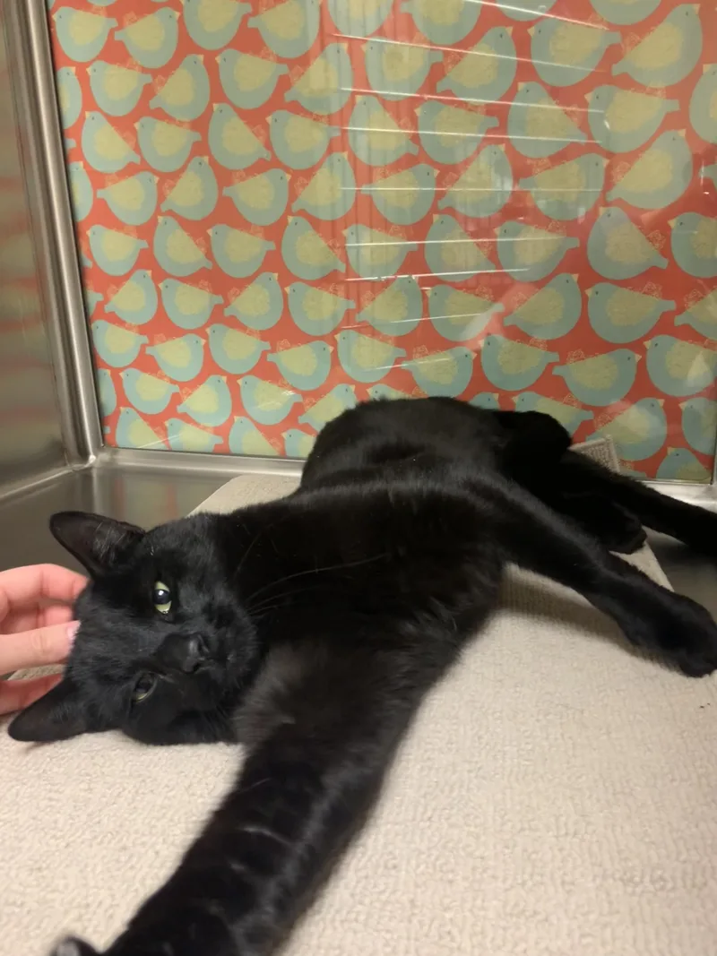 A young medium-sized male Black Domestic Short Hair cat named Zuko for adoption in Worcester, MA