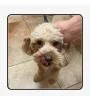 Latte thumbnail 3