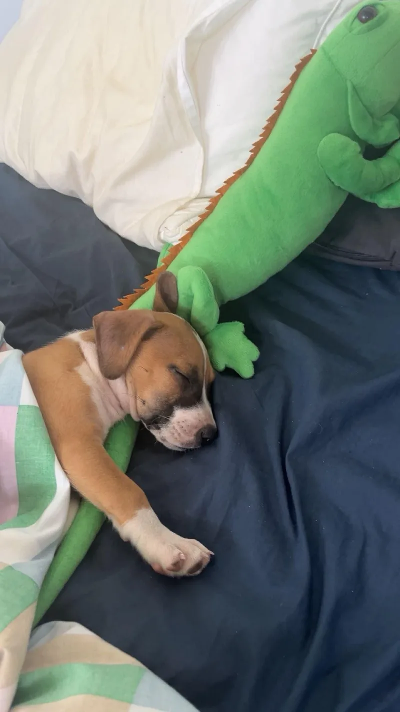A baby small-sized male Chihuahua dog named Sebas for adoption in Fort Belvoir, VA