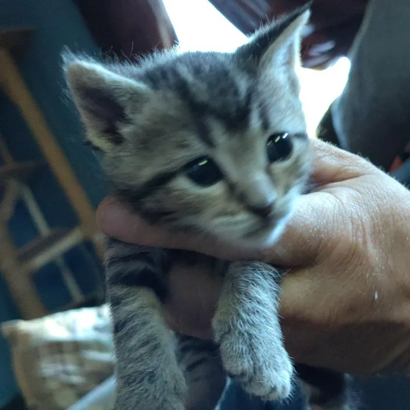 A baby small-sized male Domestic Short Hair cat named Duckie for adoption in Portage, MI