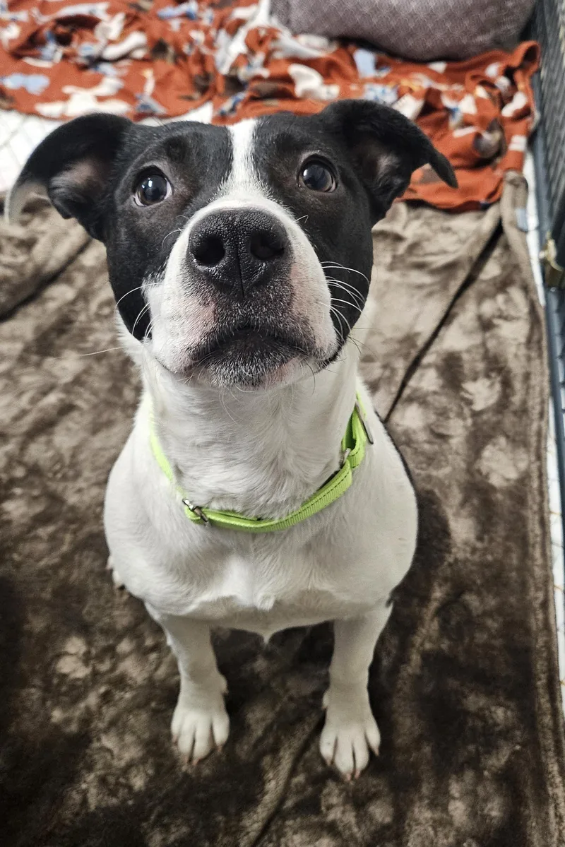 A young medium-sized female Black Labrador Retriever dog named Tilly for adoption in Salem, NH