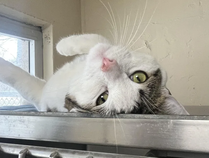 Milkshake thumbnail 2