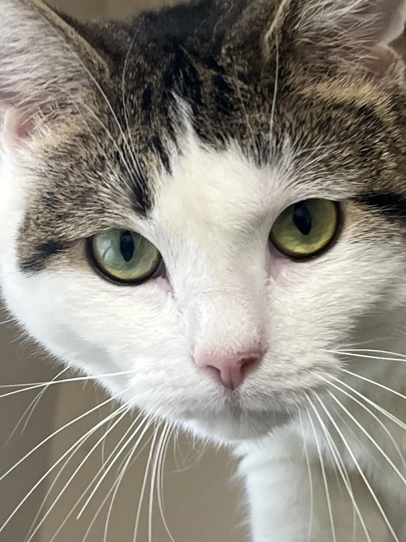 Milkshake thumbnail 3