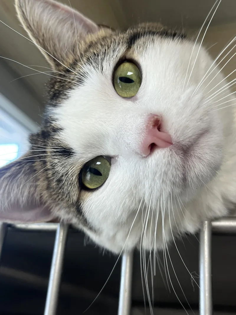 Milkshake thumbnail 4