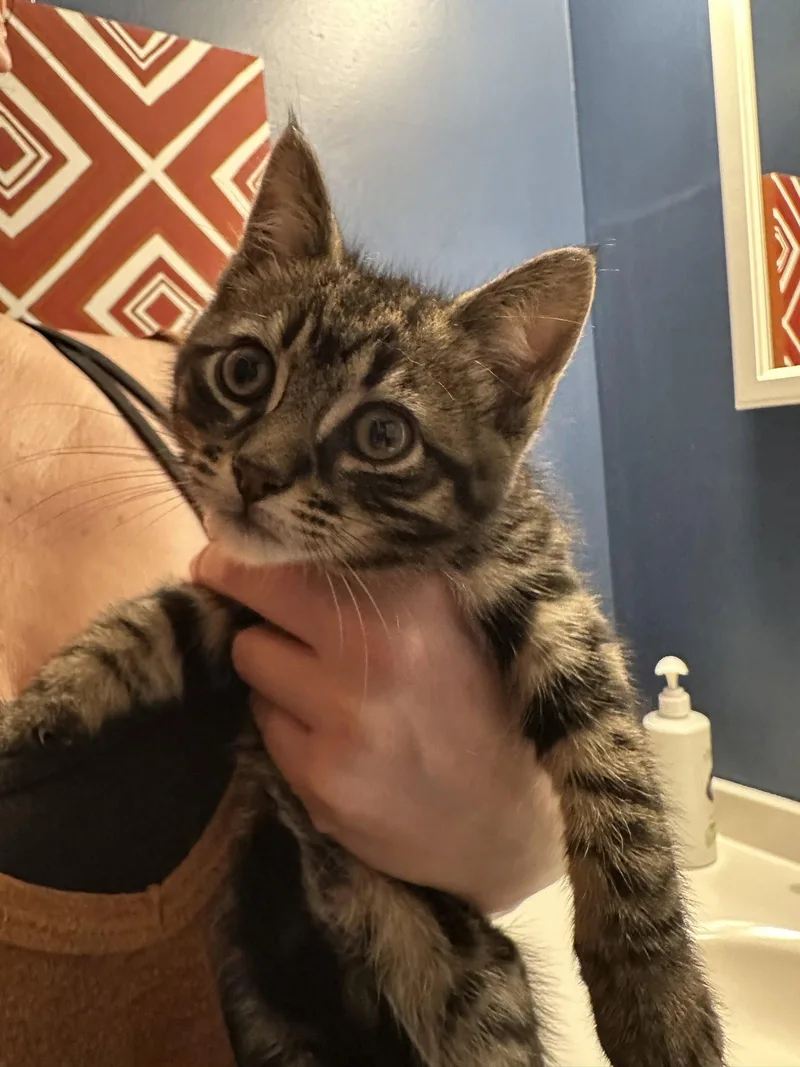 A baby medium-sized male Domestic Short Hair cat named Fletcher for adoption in Trenton, NJ