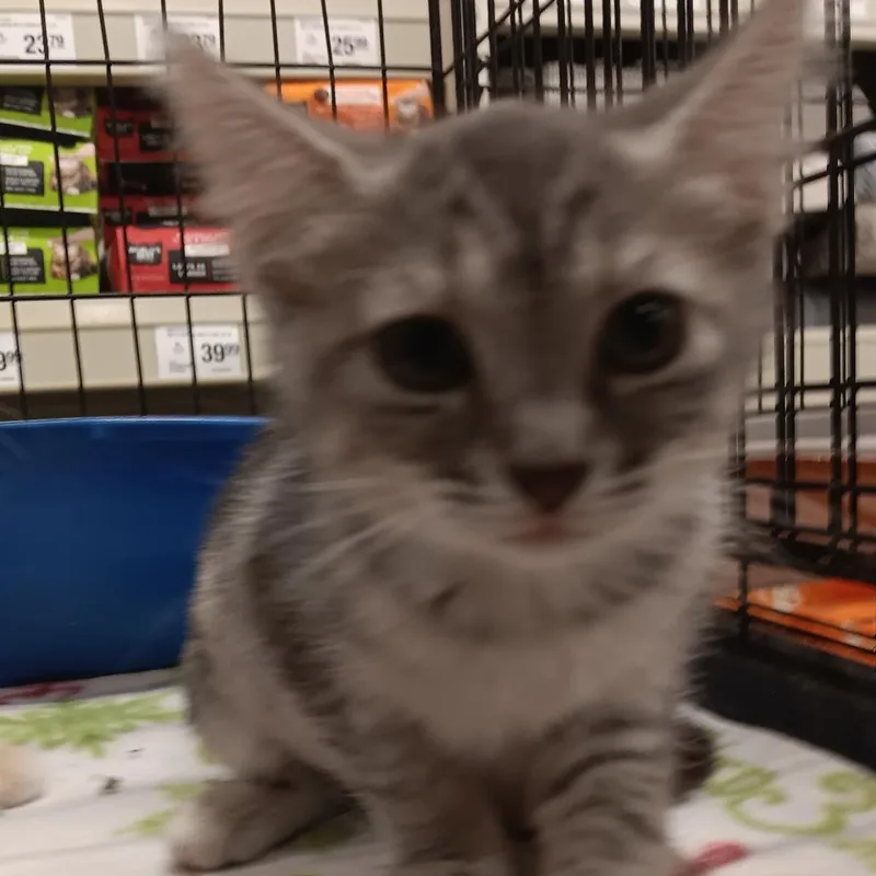 A baby small-sized female Gray / Blue / Silver Domestic Short Hair cat named Maple for adoption in Melrose, FL