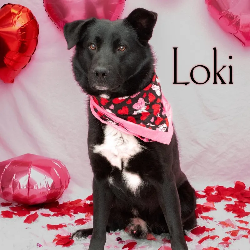 Loki thumbnail 2
